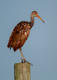 Limpkin