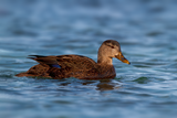 American Black Duck