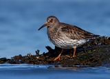 Purple Sandpiper