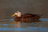 Mottled Duck