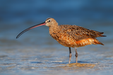 Long-billed Curlew