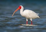 White Ibis