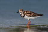 Ruddy Turnstone