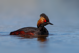 Eared Grebe