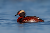 Horned Grebe