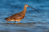 Long-billed Curlew