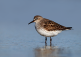 White-rumped Sandpiper