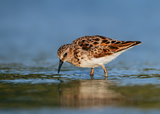 Least Sandpiper