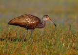 Limpkin