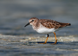 Least Sandpiper