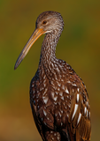 Limpkin