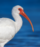 White Ibis