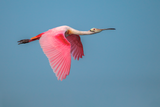 Roseate Spoonbill