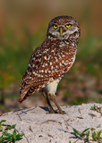 Burrowing Owl