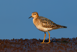 Buff-breasted Sandpiper