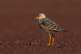 Buff-breasted Sandpiper 