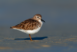 Least Sandpiper