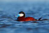 Ruddy Duck