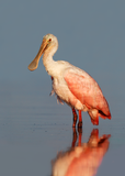 Roseate Spoonbill