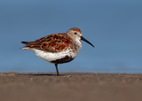 Dunlin