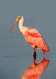 Roseate Spoonbill