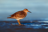 Pectoral Sandpiper