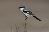 Loggerhead Shrike