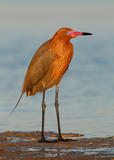 Reddish Egret