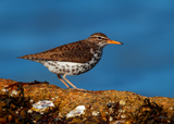 Spotted Sandpiper