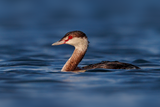 Horned Grebe