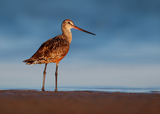 Hudsonian Godwit