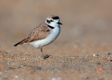 Snowy Plover