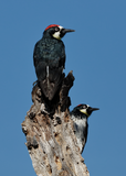 Acorn Woodpecker