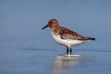 Sanderling