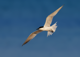 Gull-billed Tern
