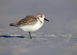 Sanderling