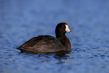 American Coot