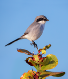 Loggerhead Shrike