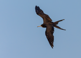 Magnificent Frigatebird