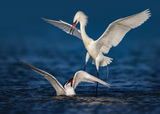 Royal Tern / Reddish Egret 