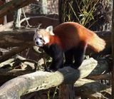 Red Panda