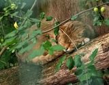 Sleeping wild cat