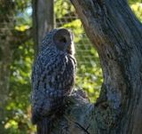 Grey Owl