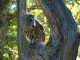 Grey Owl