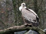 Vulture