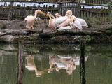 Pelicans