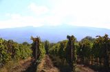 COTTANERA VINEYARDS WITH MT ETNA IN BACKGROUND