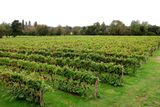 NUTBOURNE VINEYARDS