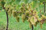 NUTBOURNE VINEYARDS