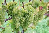 NUTBOURNE VINEYARDS